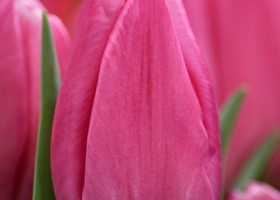 Tulipa Jumbo Pink ® (4)